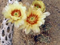 Echinocereus papillosus ©JLcoll.1225.jpg